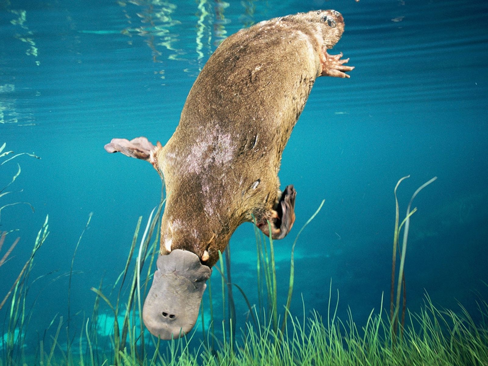 45-facts-about-platypuses