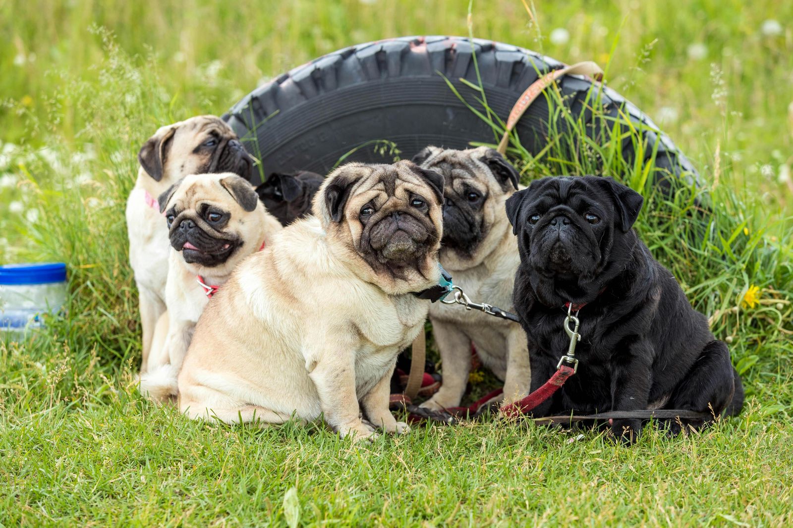 45-facts-about-pugs