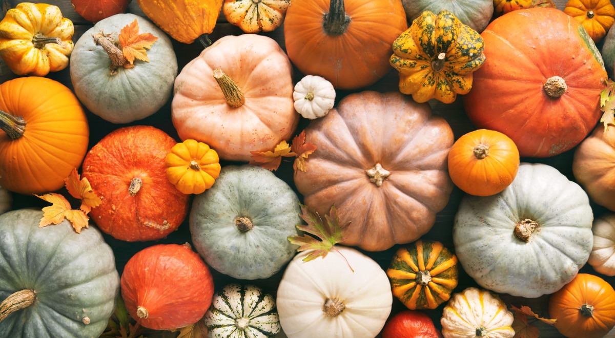 45 Facts About Pumpkins - OhMyFacts