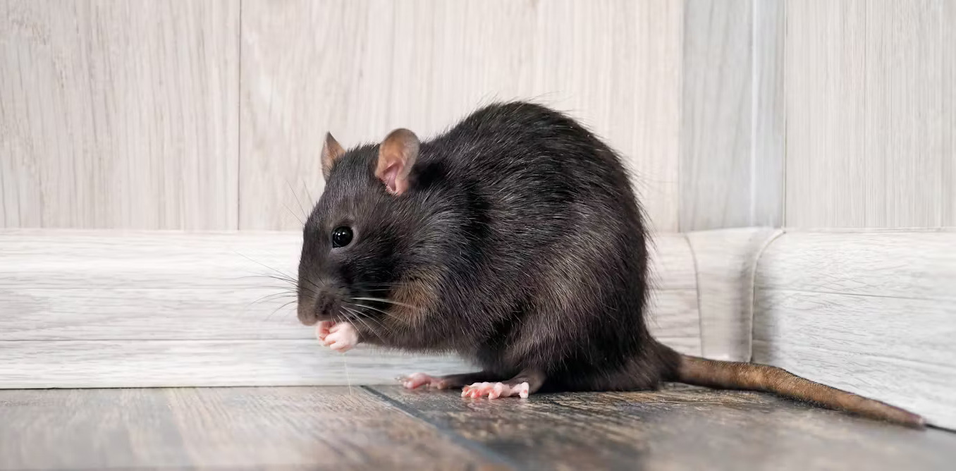 45 Facts About Rats - OhMyFacts