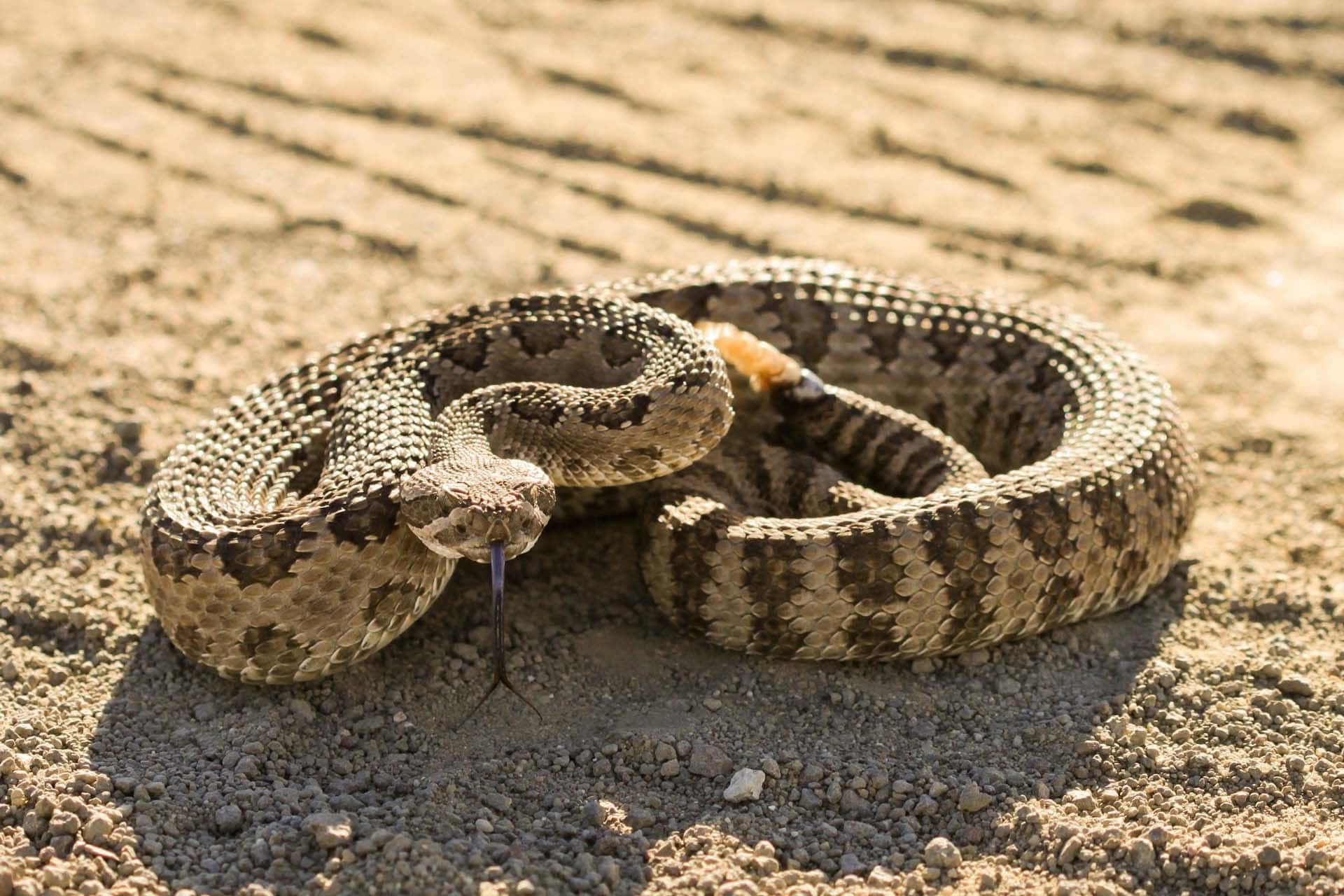 45-facts-about-rattlesnakes