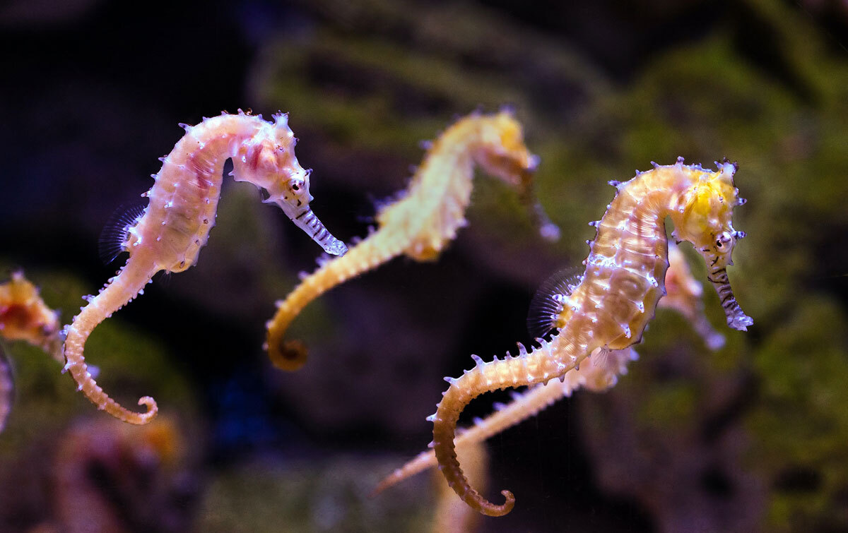 45-facts-about-seahorses