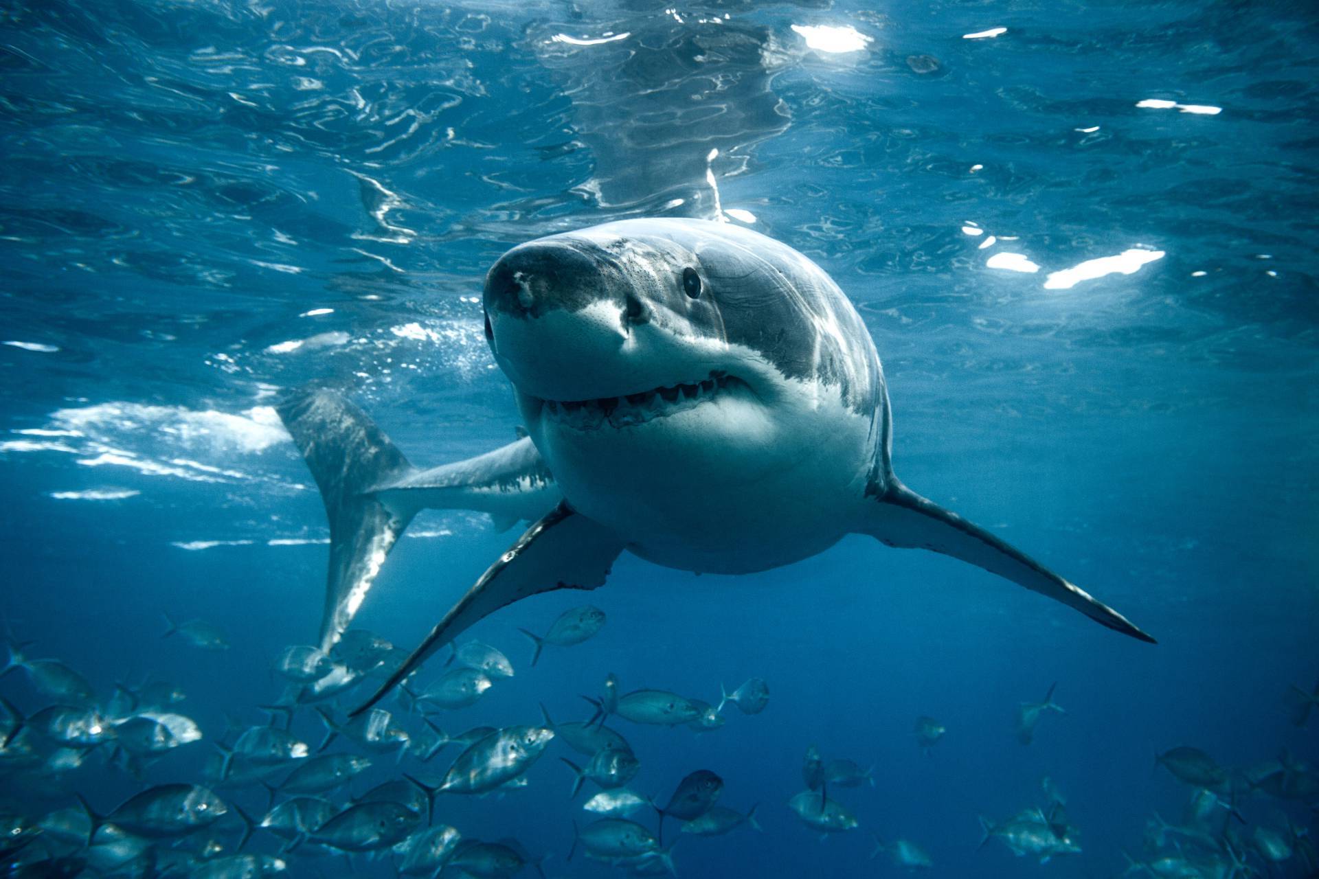 45 Facts About Sharks - OhMyFacts