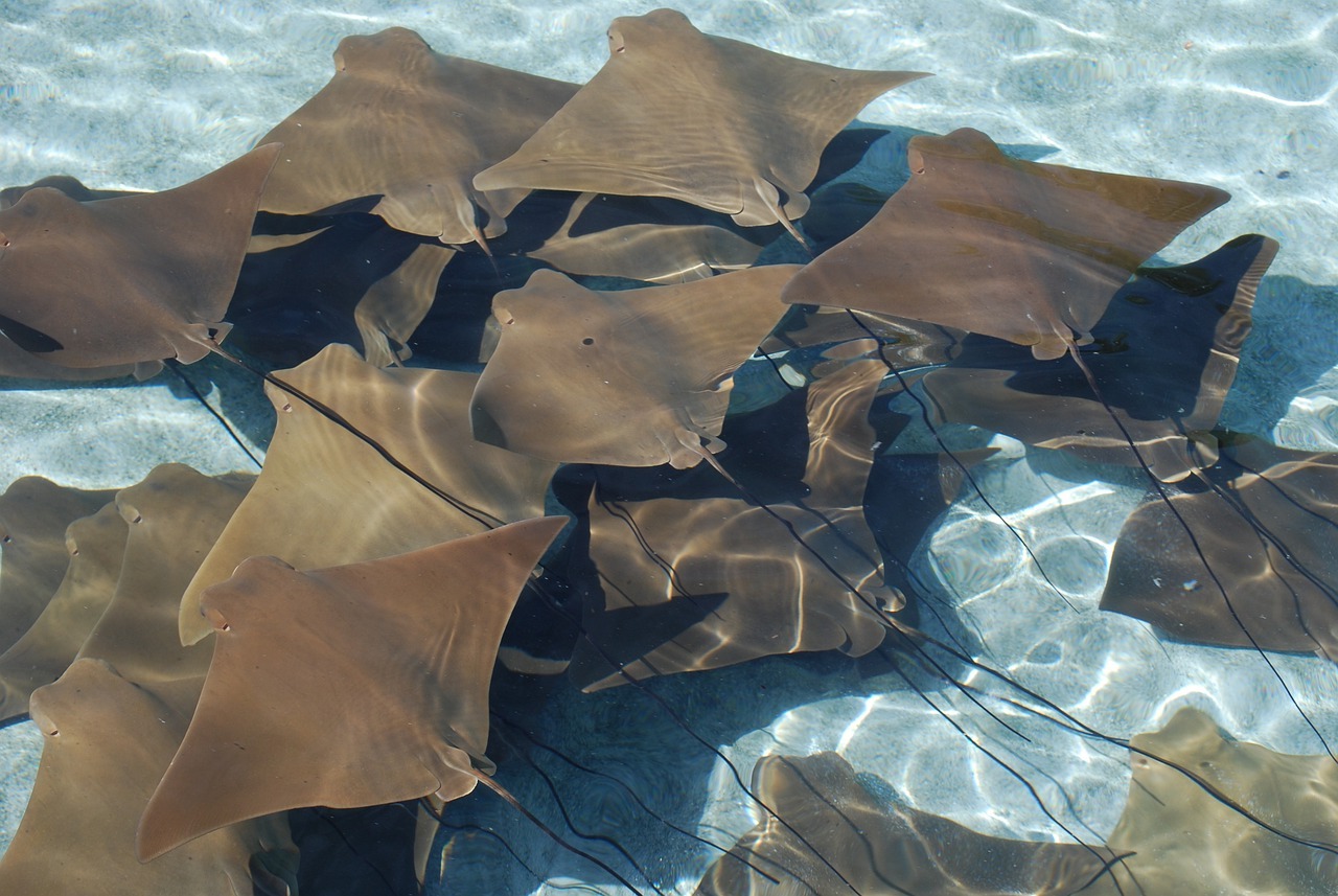 45-facts-about-stingrays