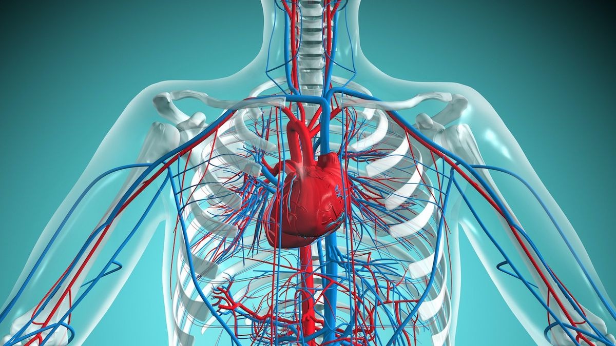 45 Facts About The Heart - OhMyFacts