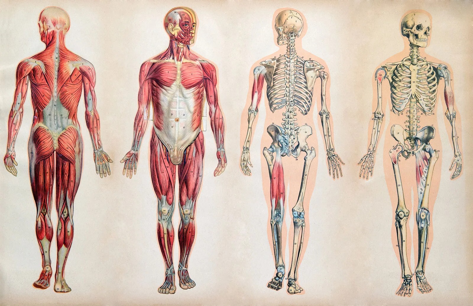 45-facts-about-the-human-body