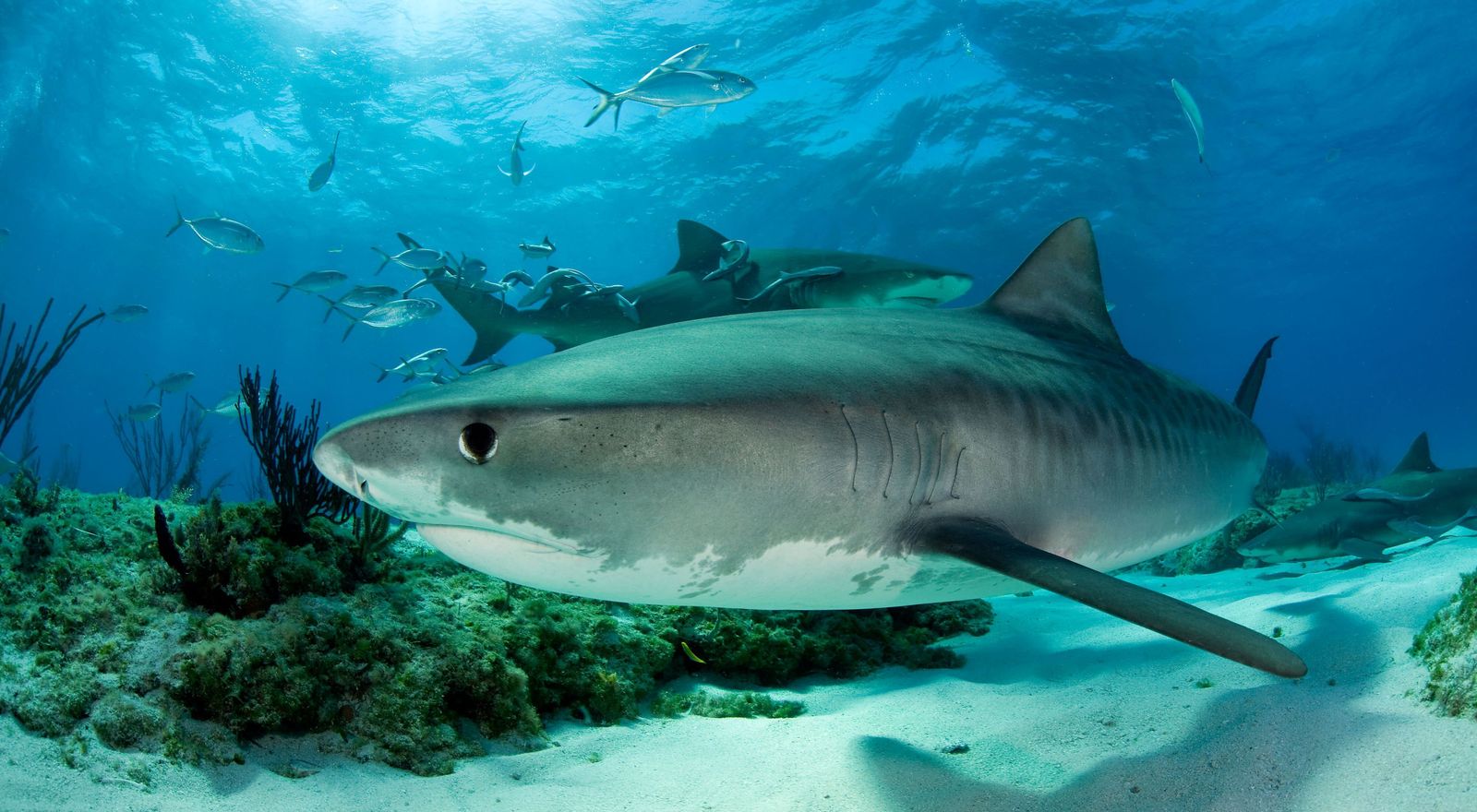 45 Facts About Tiger Sharks - OhMyFacts