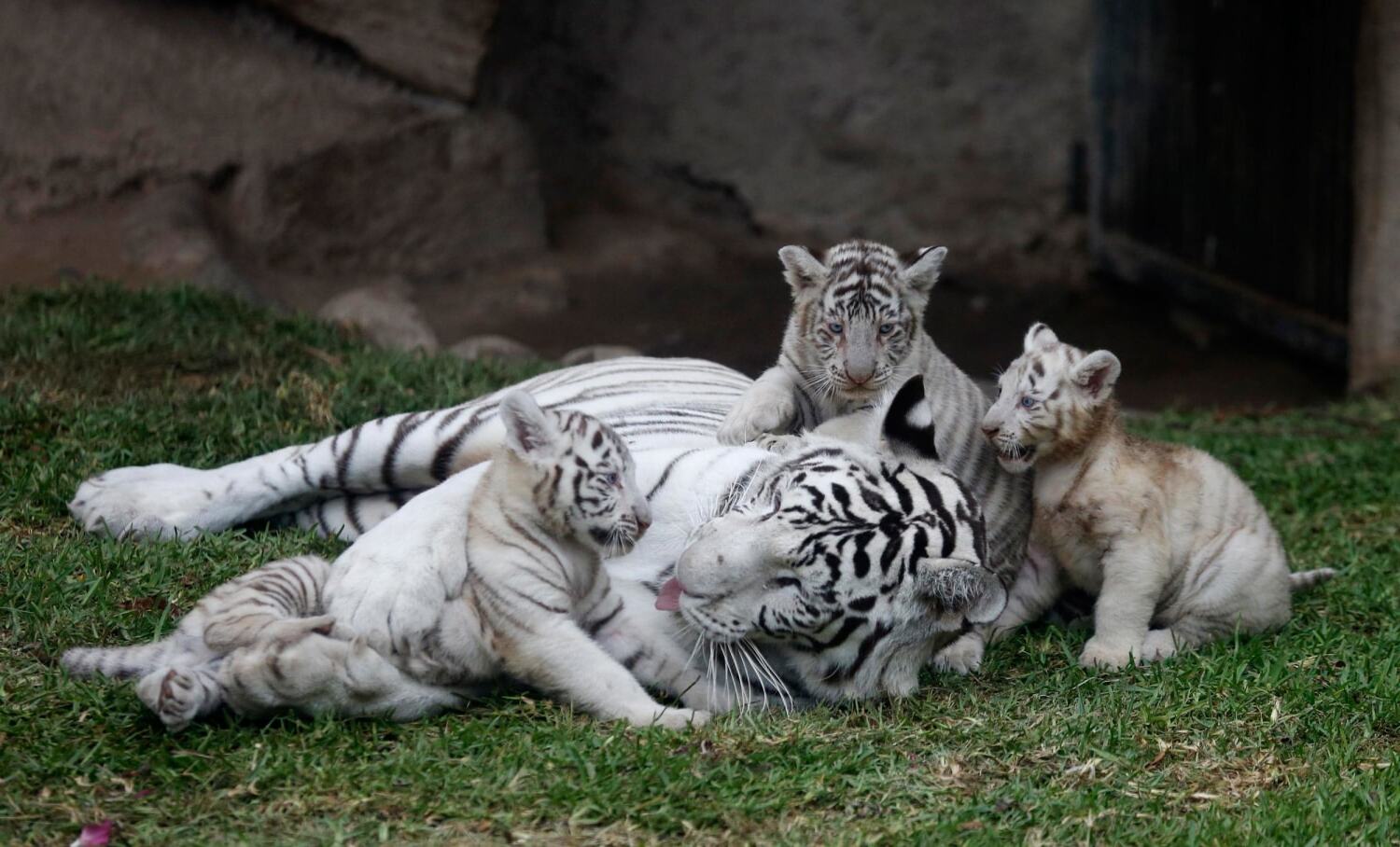 45-facts-about-white-tigers