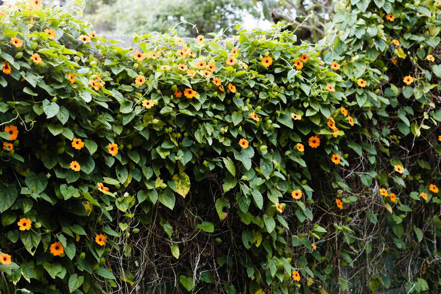 15-facts-about-black-eyed-susan-vine