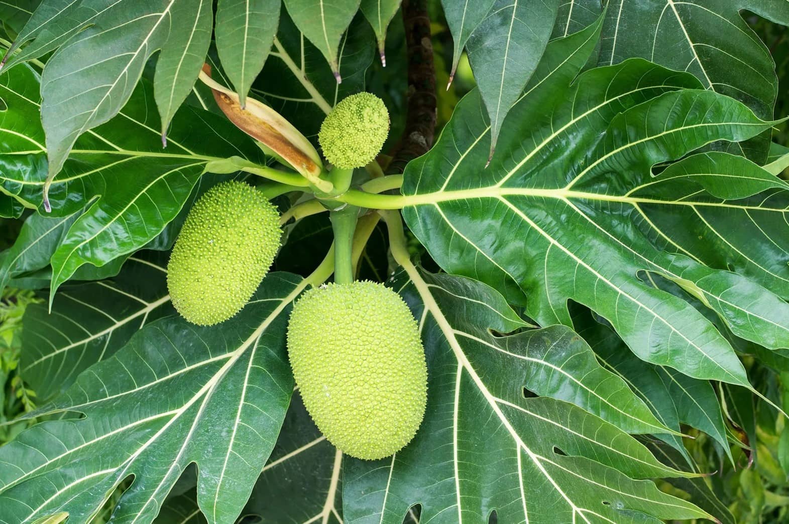 15-facts-about-breadfruit-leaves