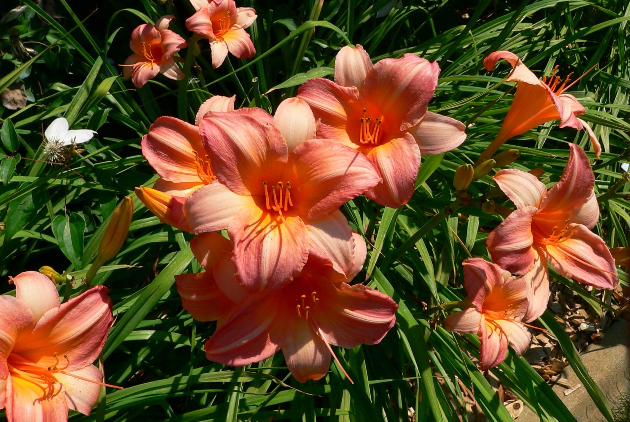 15-facts-about-daylily