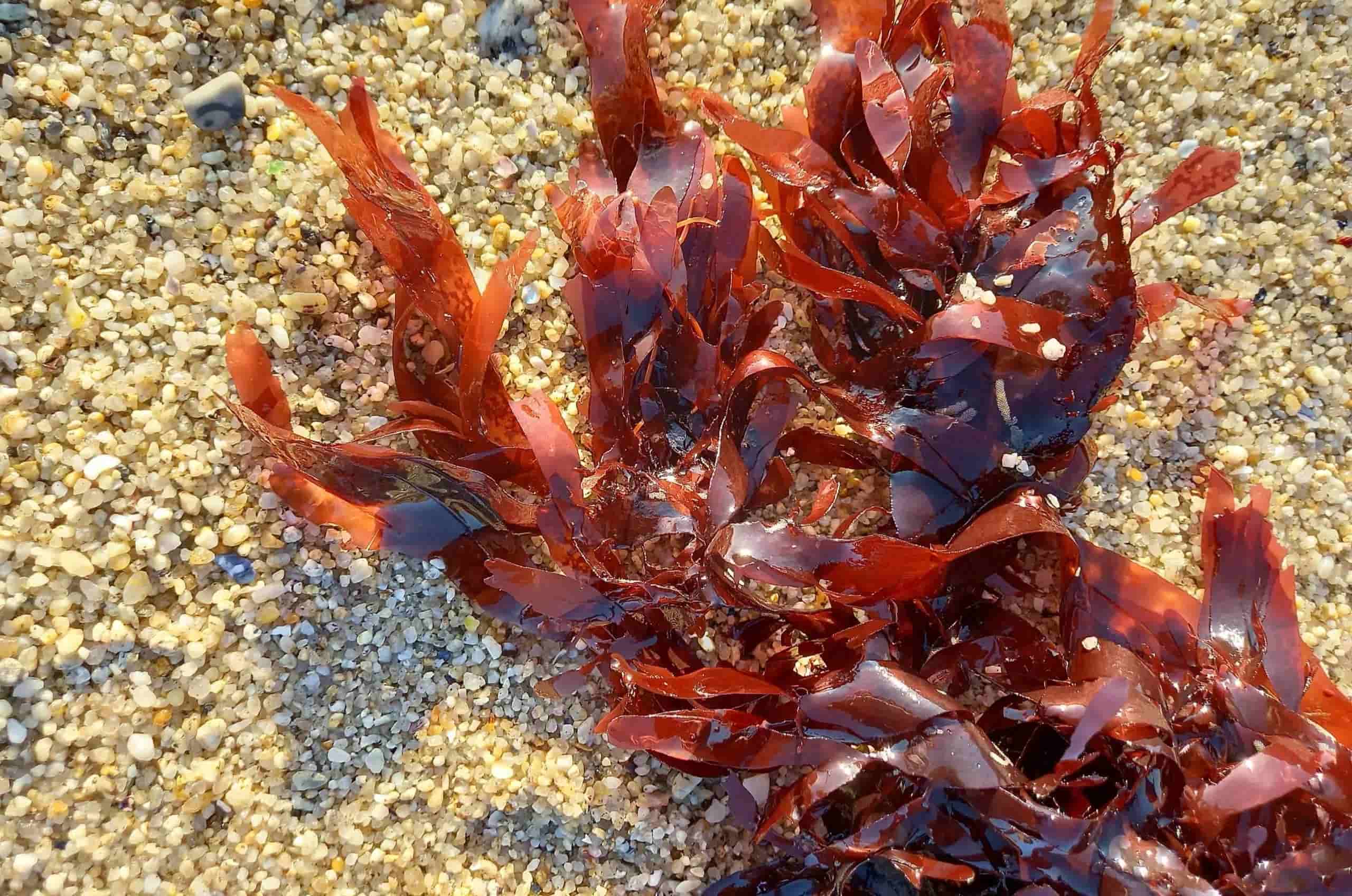 15-facts-about-dulse