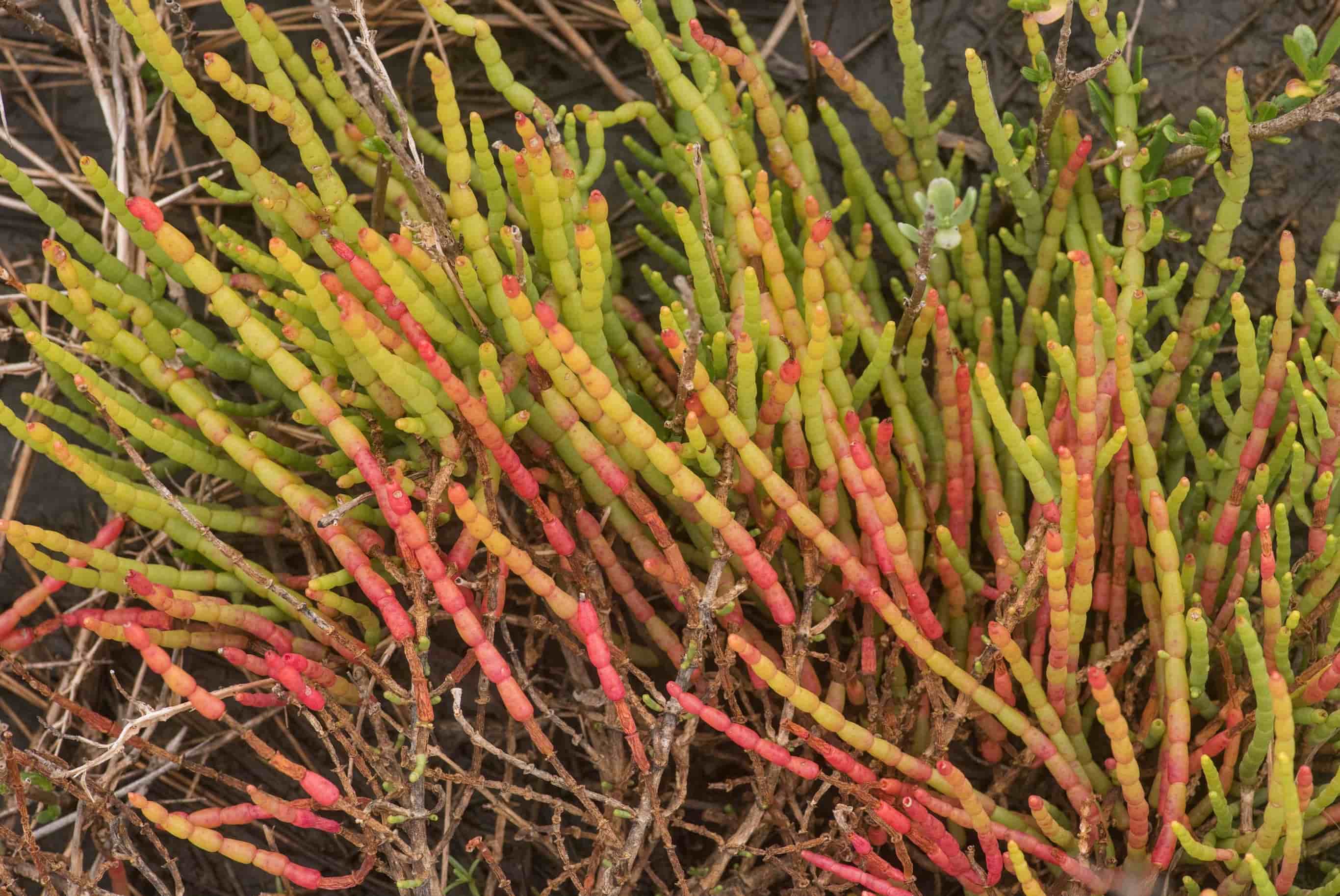 15-facts-about-glasswort