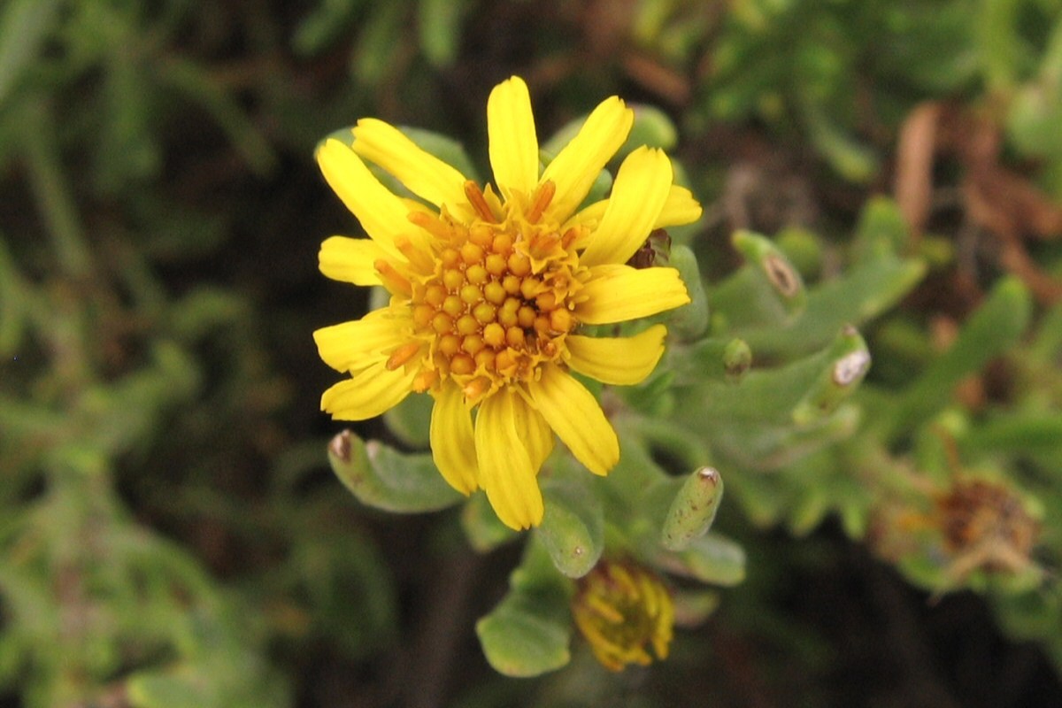 15-facts-about-golden-samphire