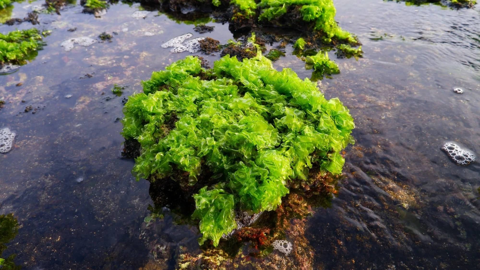 15-facts-about-green-seaweed