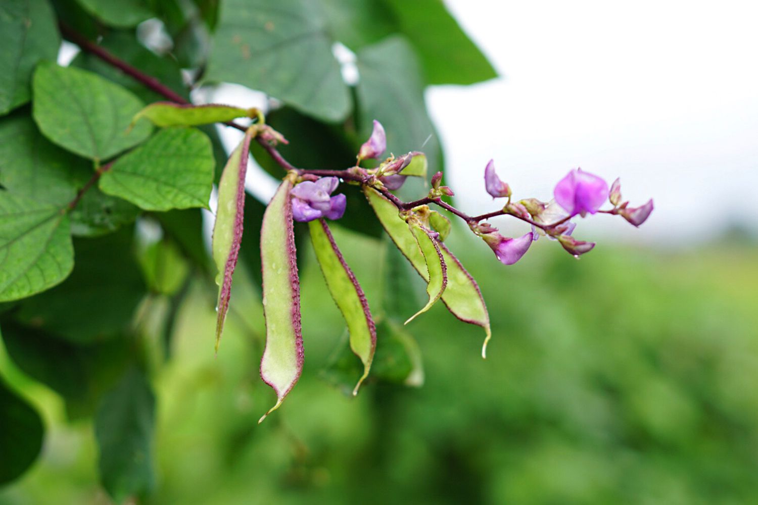 15-facts-about-hyacinth-bean