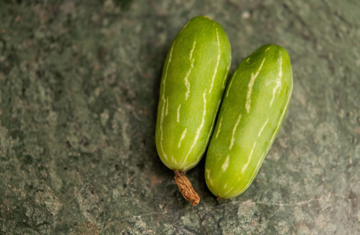 15-facts-about-ivory-gourd