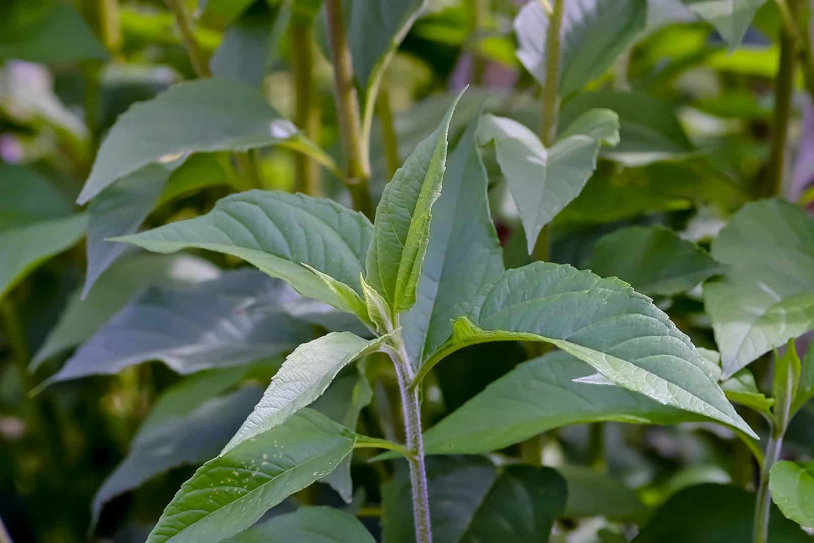 15-facts-about-jerusalem-artichoke-leaves