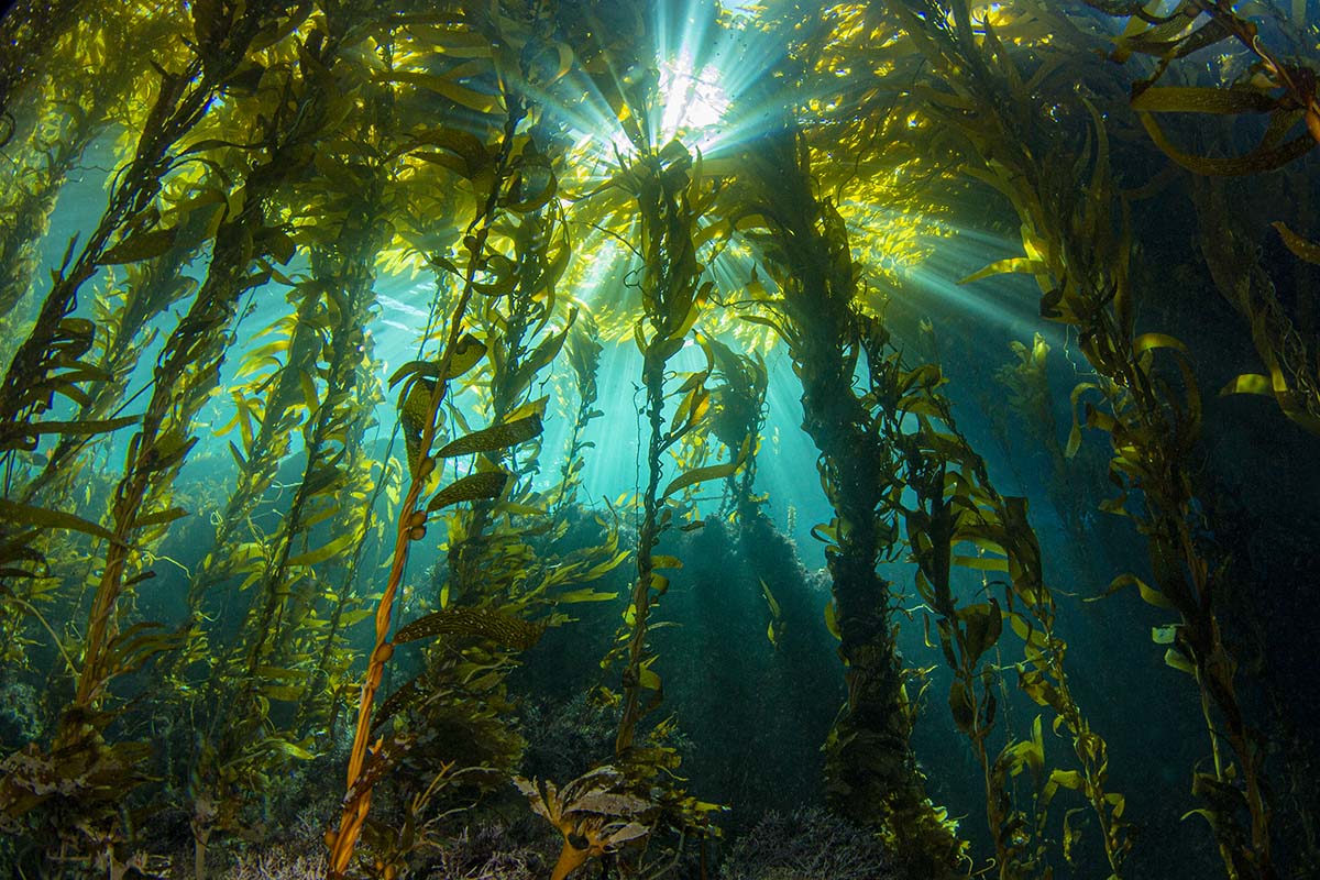 15-facts-about-kelp