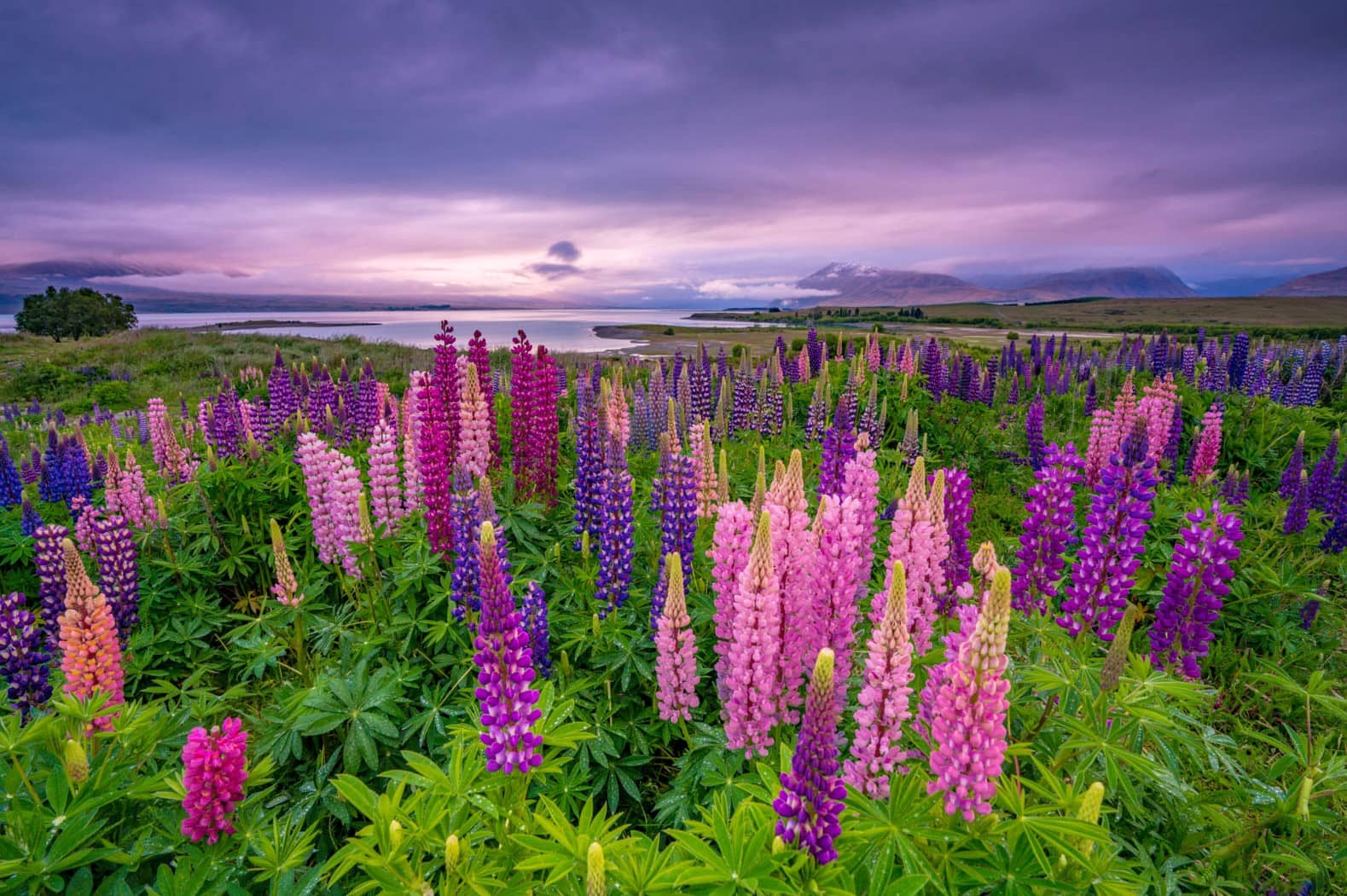 15-facts-about-lupins