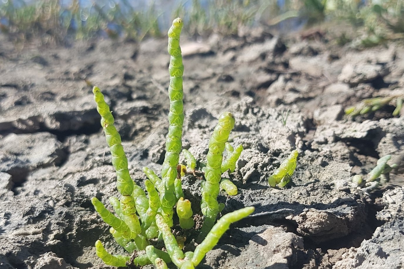 15-facts-about-marsh-samphire