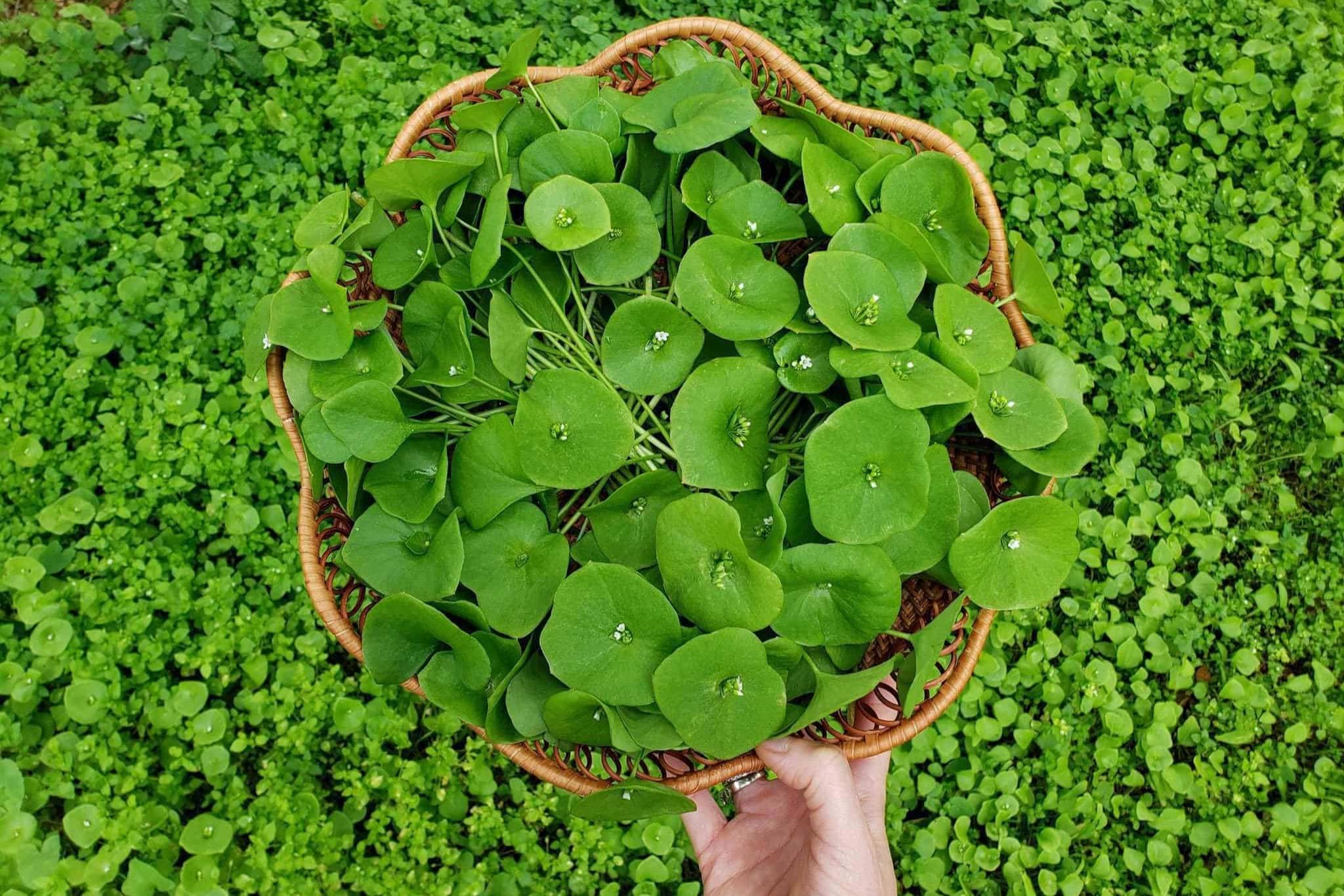 15-facts-about-miners-lettuce