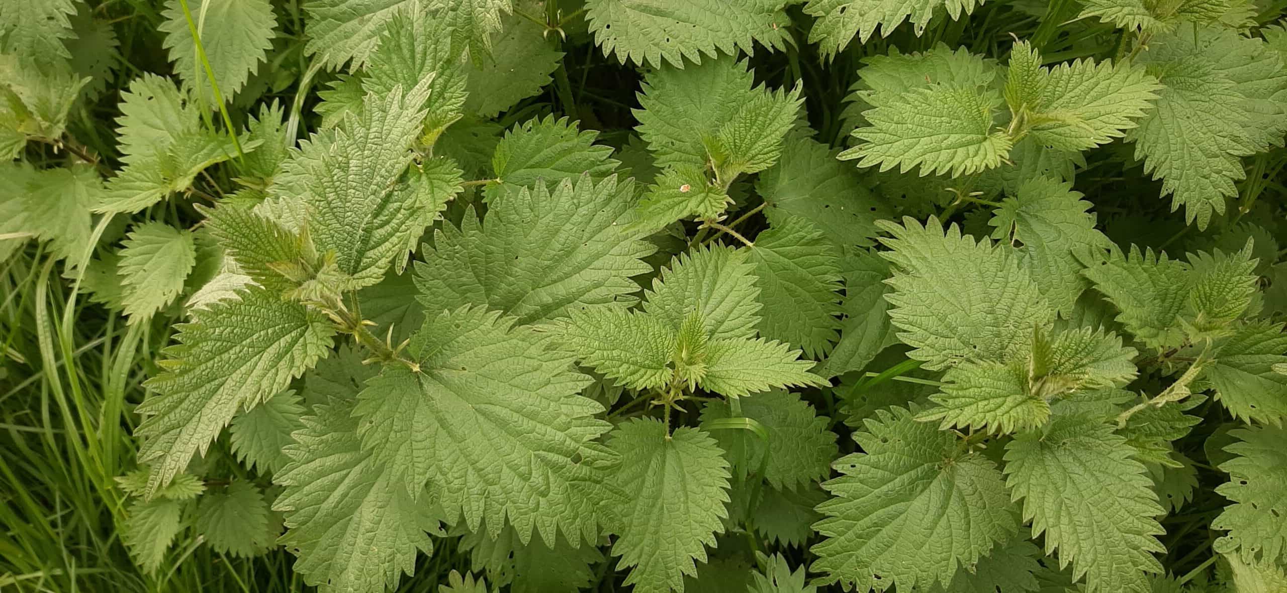 15-facts-about-nettles