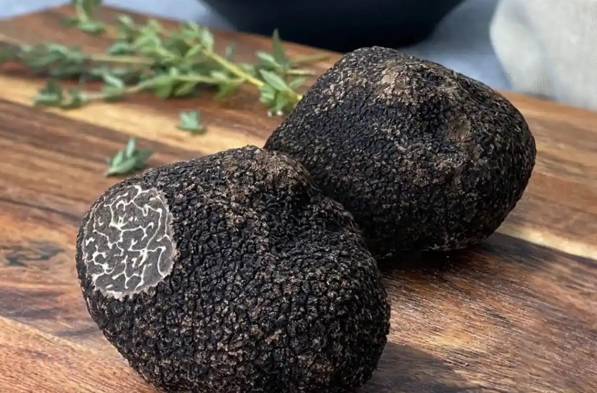 15-facts-about-perigord-truffle