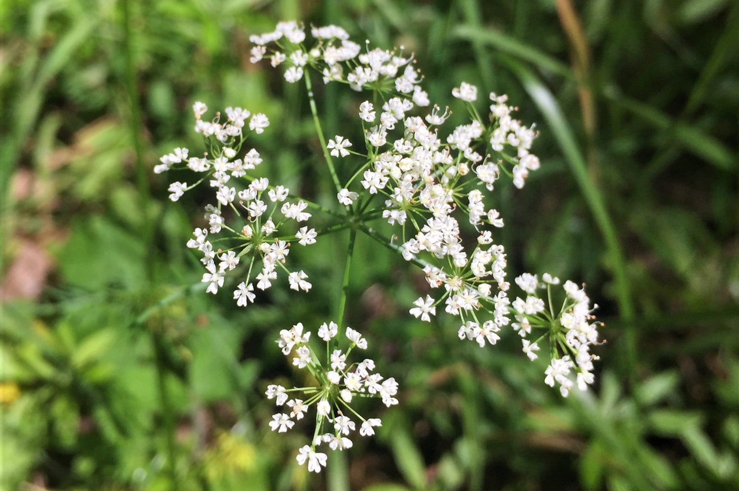 15 Facts About Pignut - OhMyFacts