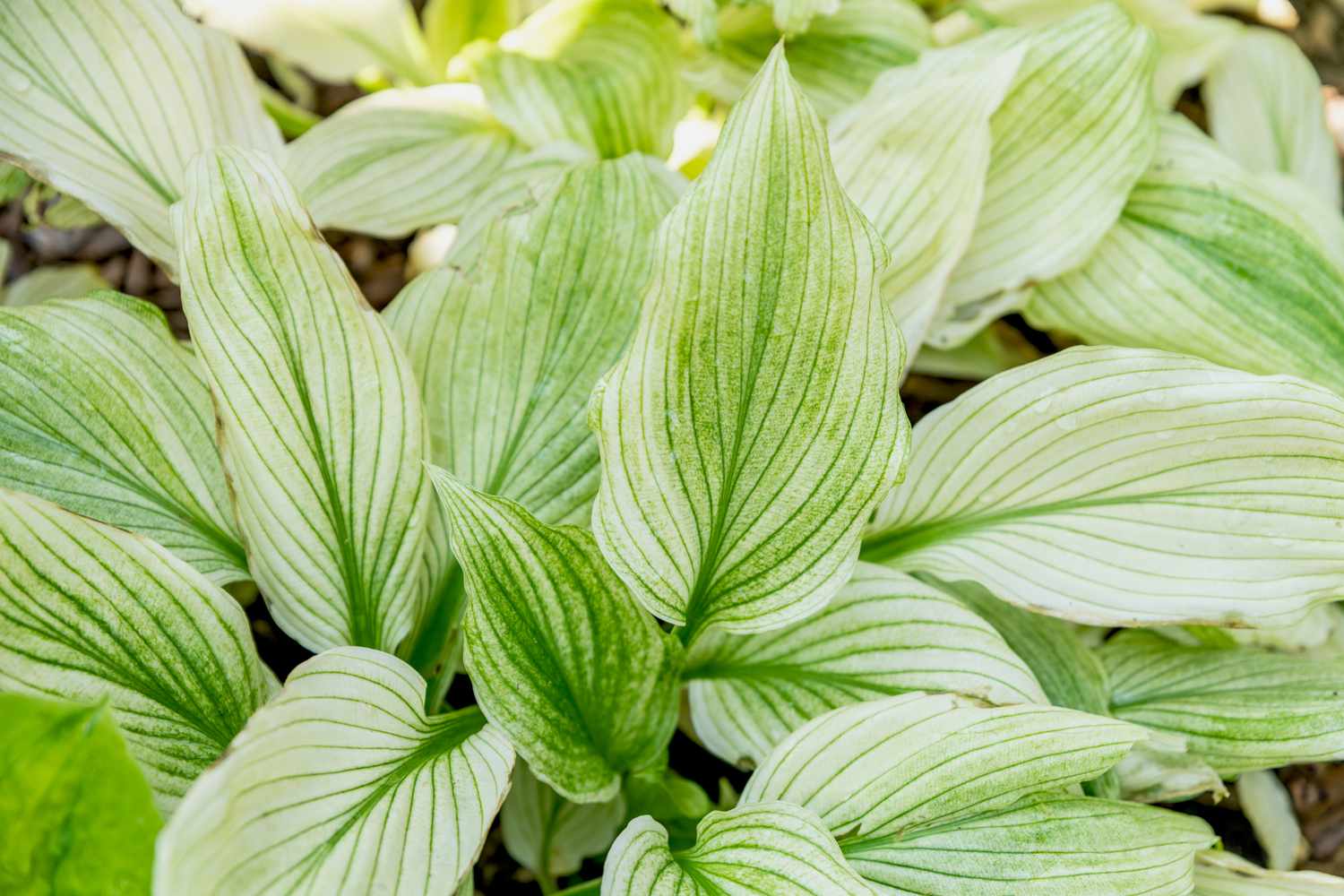 15-facts-about-plantain-lily-leaves