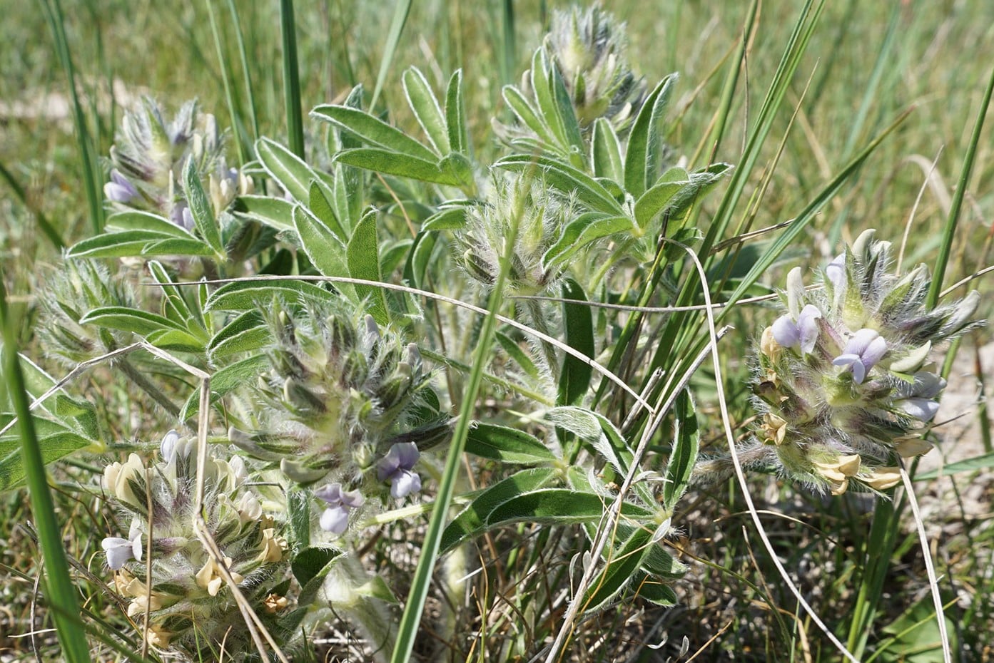 15-facts-about-prairie-turnip