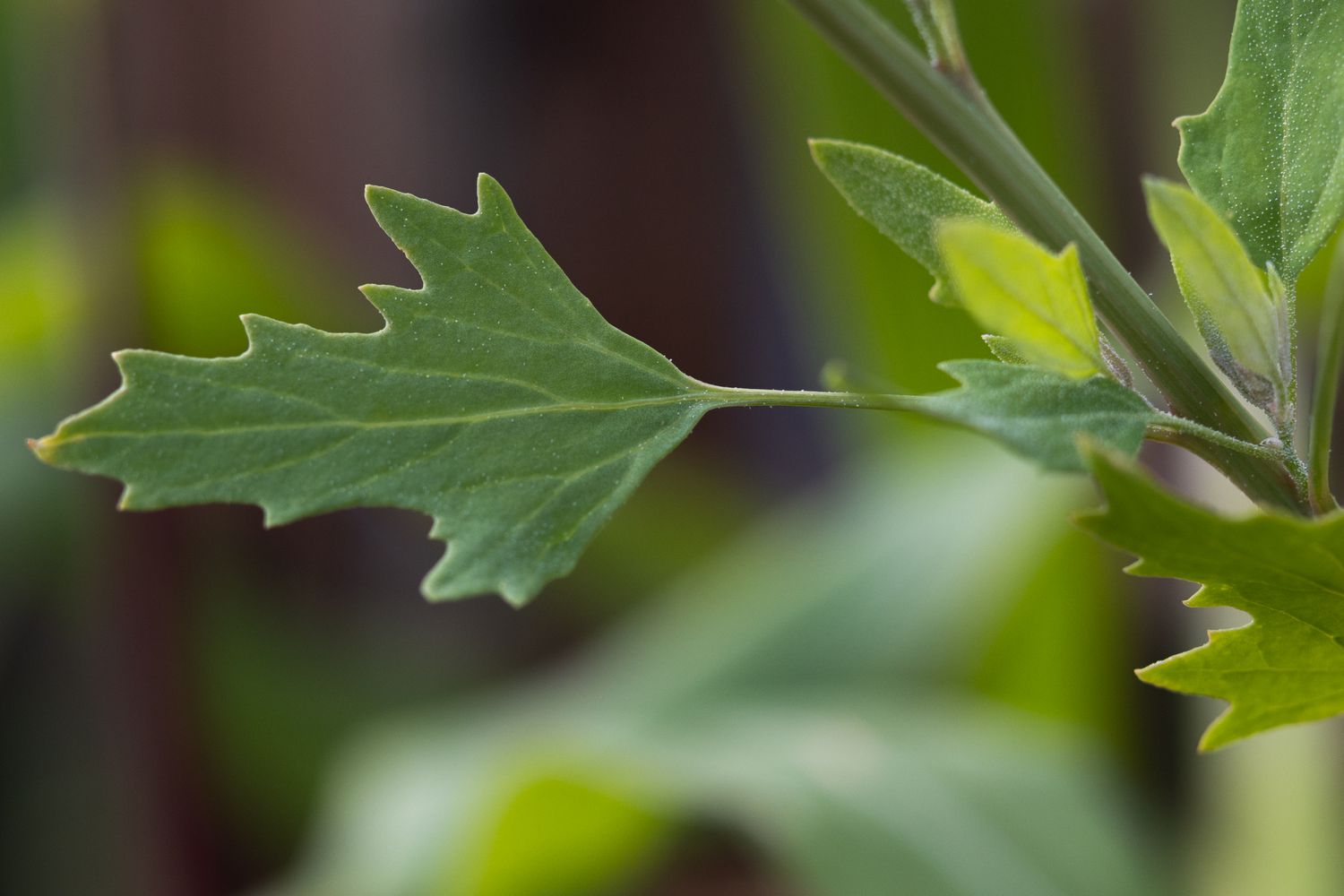 15-facts-about-quinoa-leaves