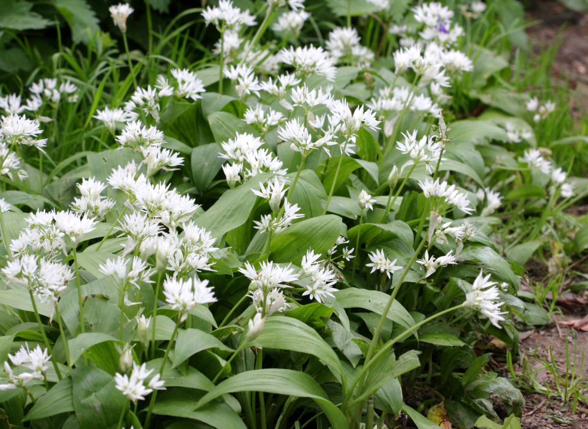 15-facts-about-ramsons