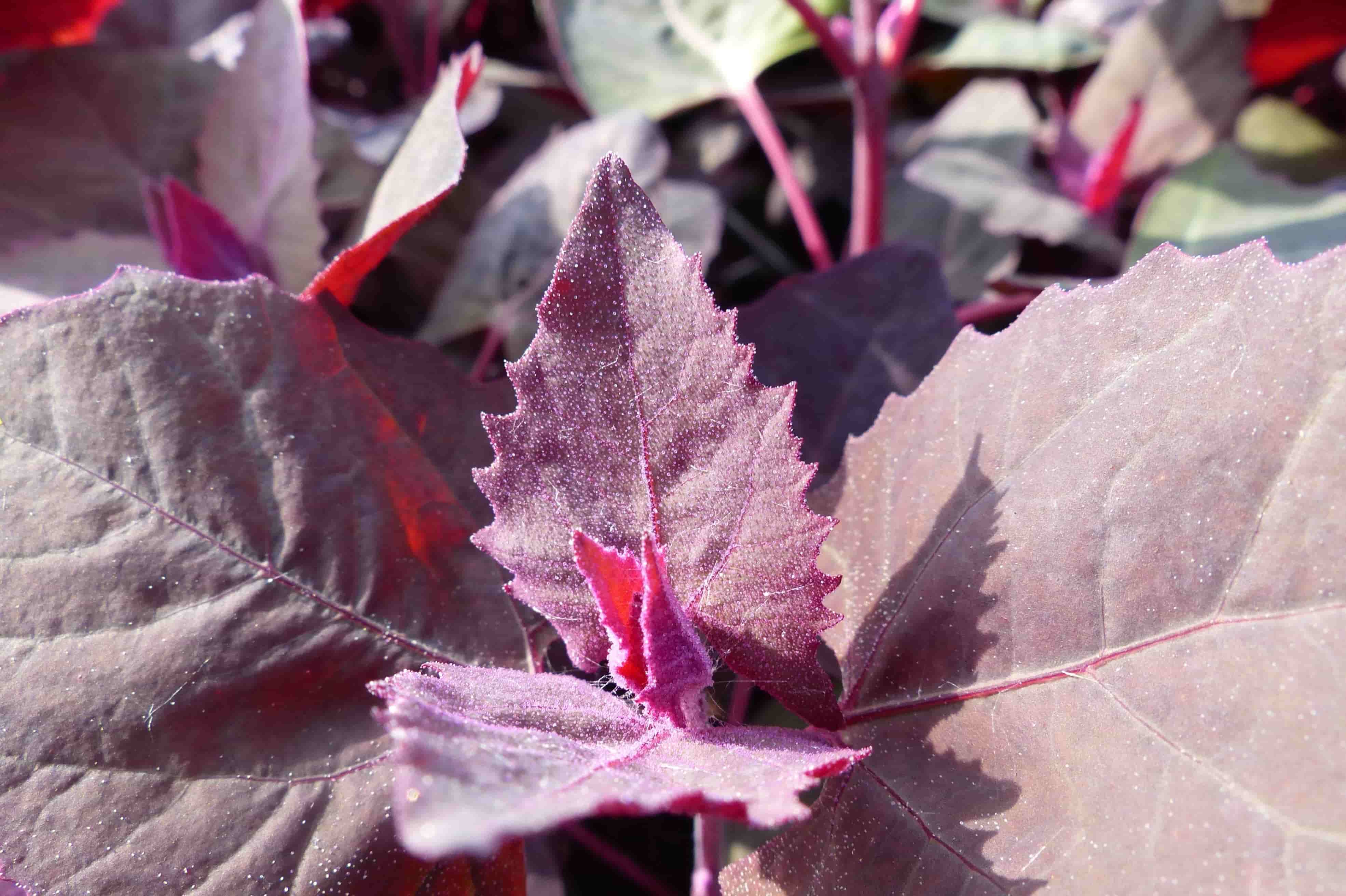 15-facts-about-red-orach