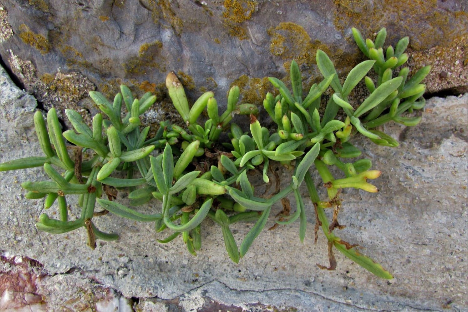 15-facts-about-rock-samphire