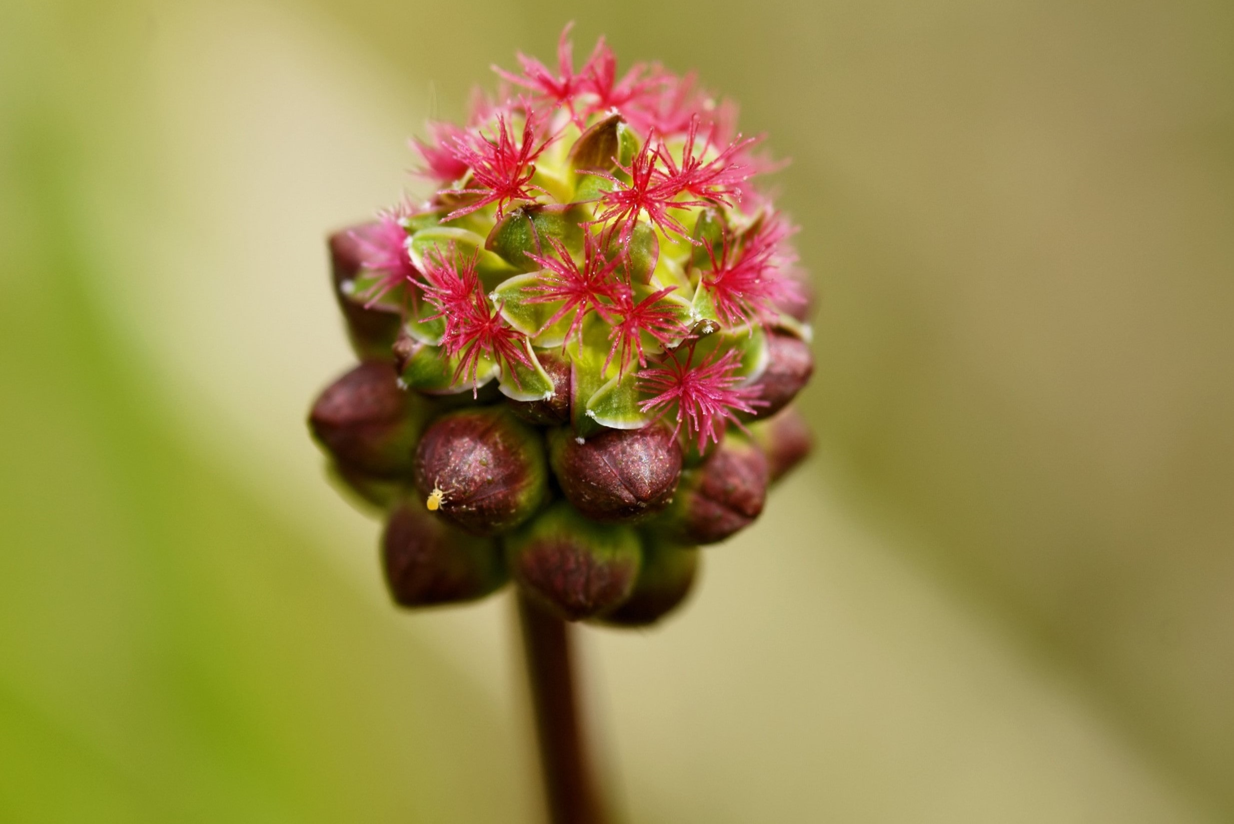 15-facts-about-salad-burnet