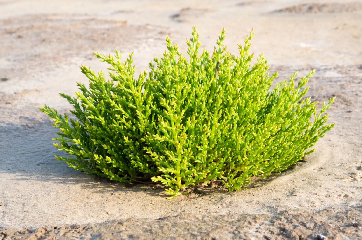 15-facts-about-salicornia