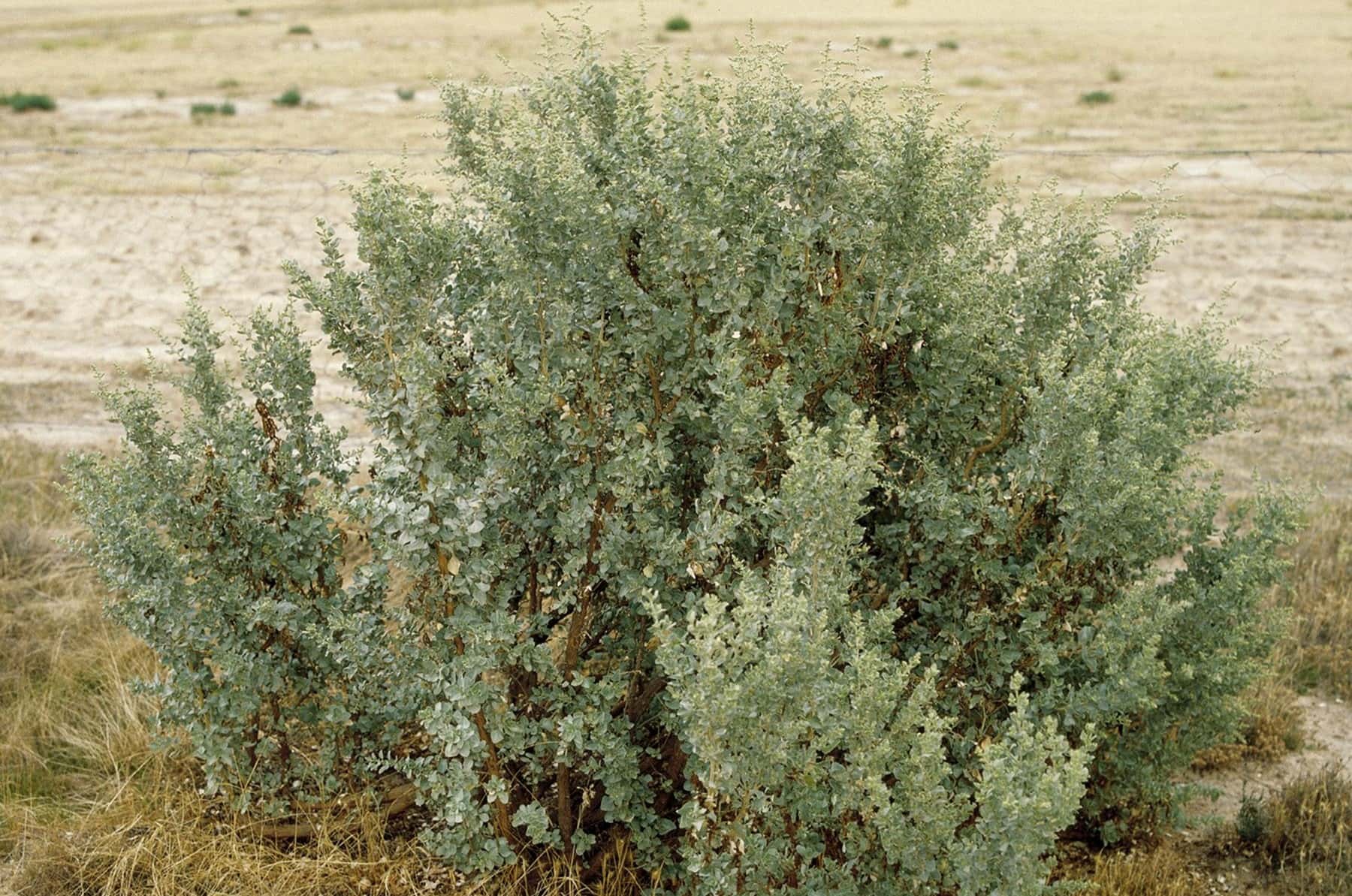 15-facts-about-saltbush