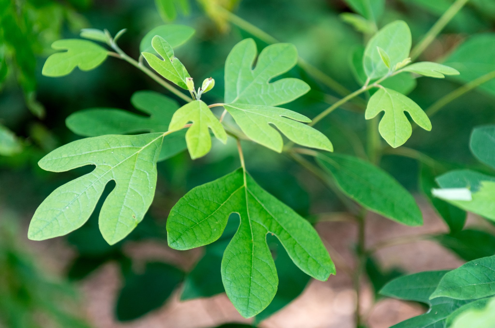 15-facts-about-sassafras-leaves