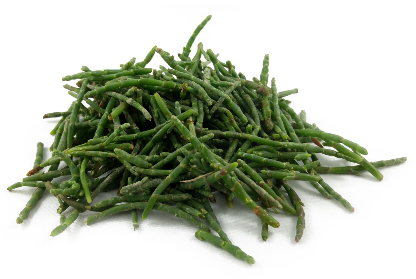 15-facts-about-sea-asparagus