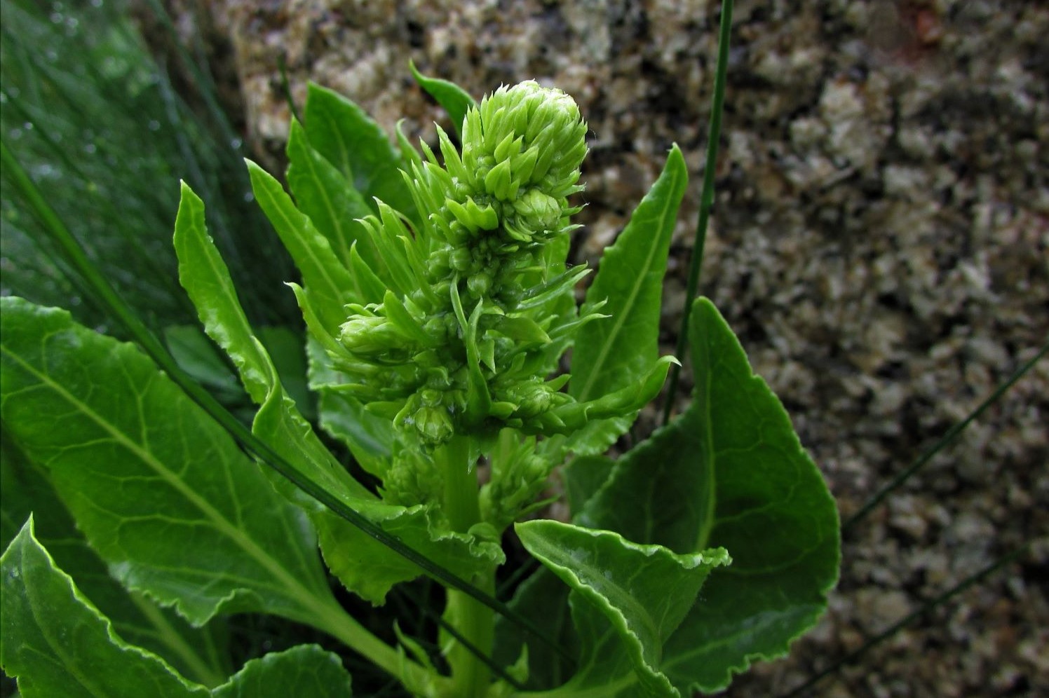 15-facts-about-sea-beet