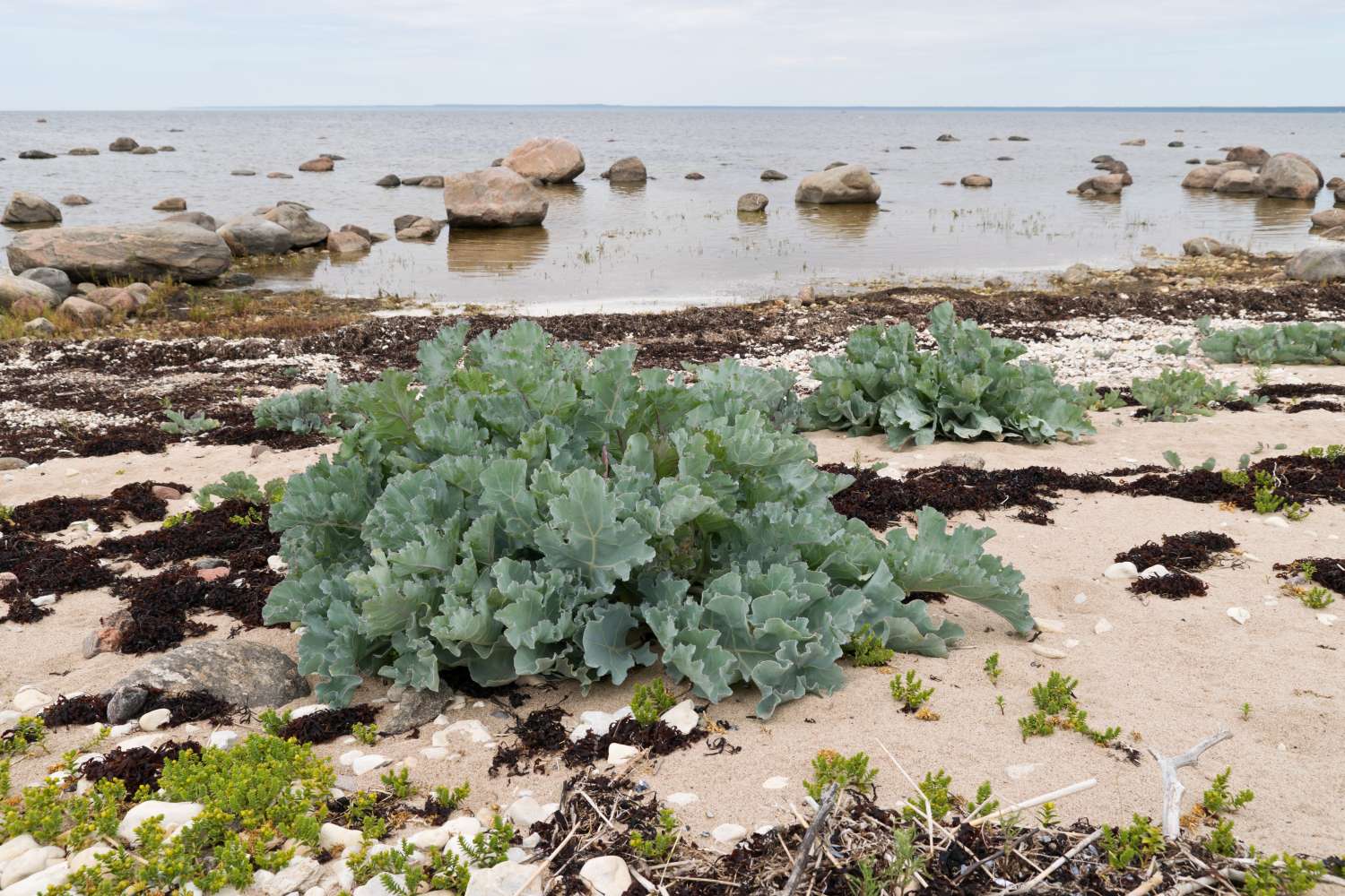 15-facts-about-sea-kale