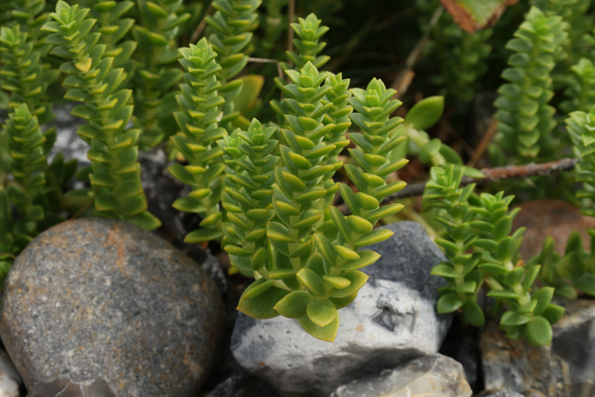 15-facts-about-seabeach-sandwort