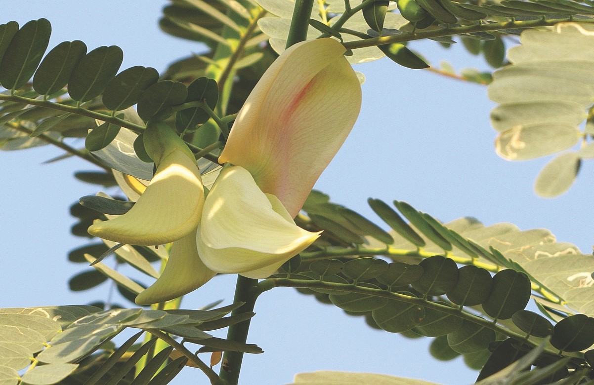 15-facts-about-sesbania-flower