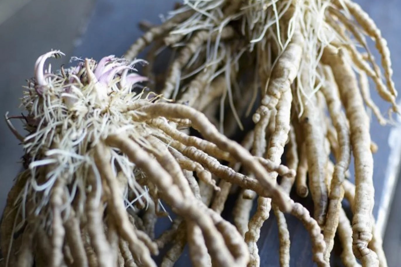 15-facts-about-skirret