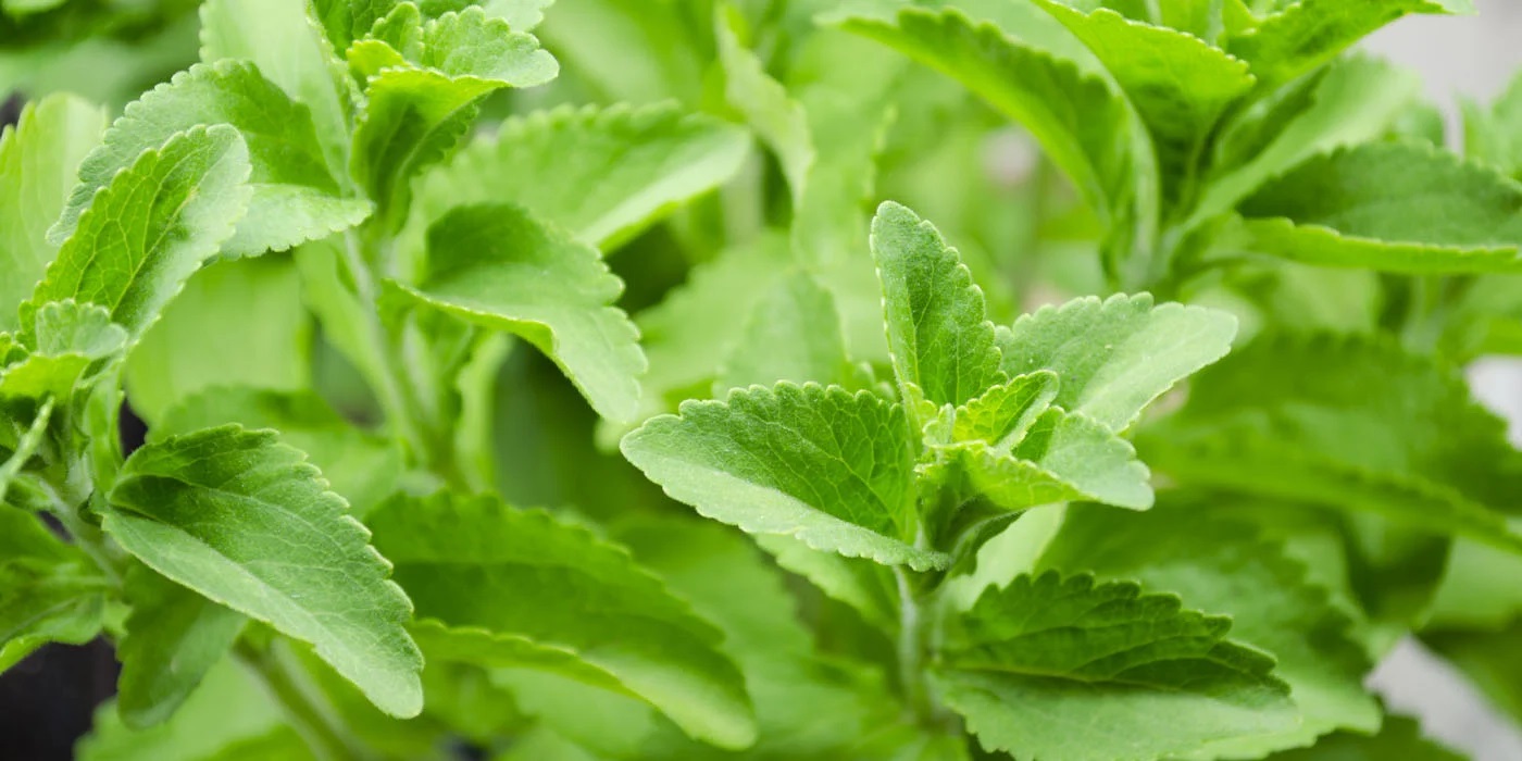 15-facts-about-stevia