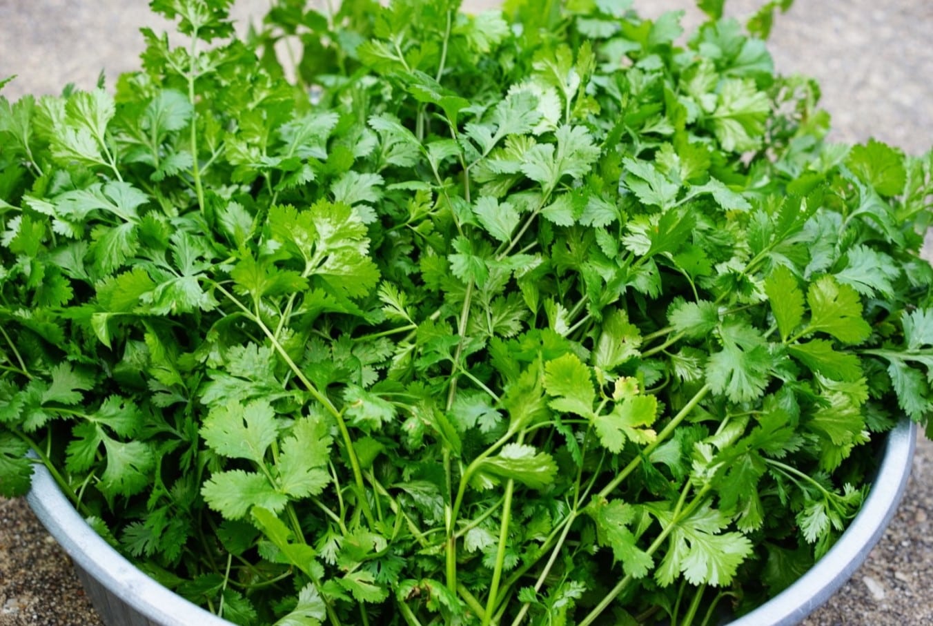 15-facts-about-summer-cilantro