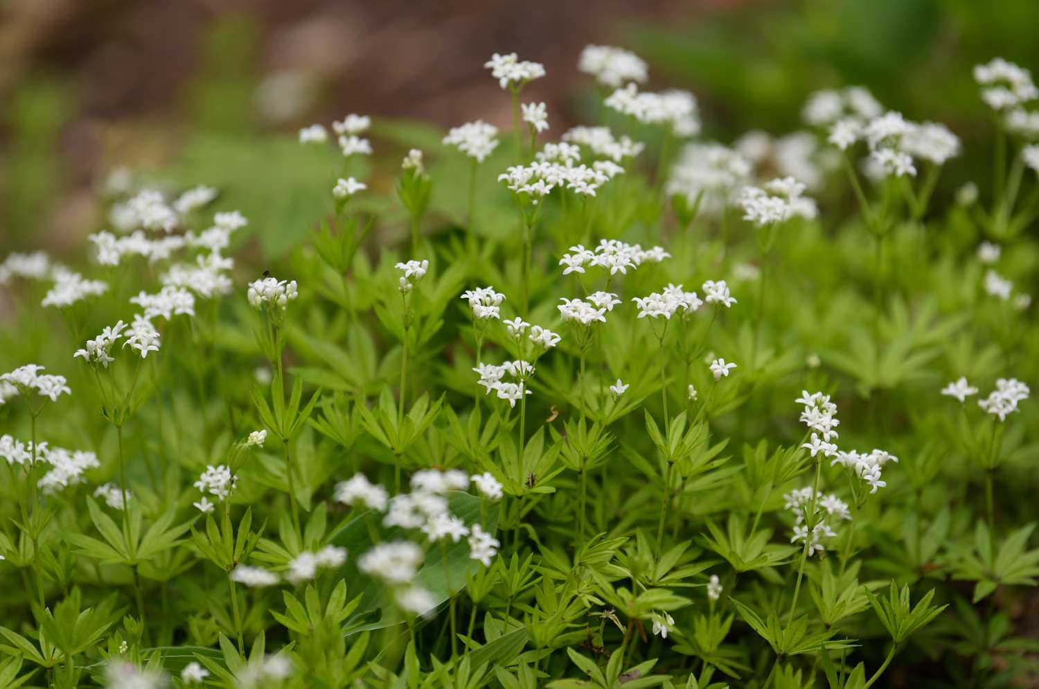 15-facts-about-sweet-woodruff