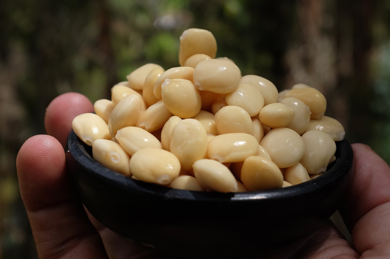 15-facts-about-tarwi-bean