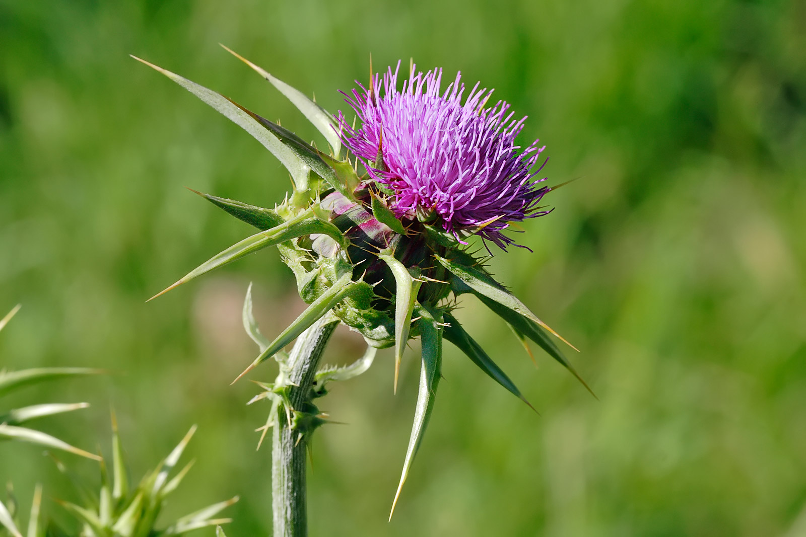 15-facts-about-thistle